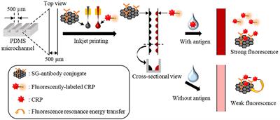 Inkjet Printing-Based Immobilization Method for a Single-Step and Homogeneous Competitive Immunoassay in Microchannel Arrays